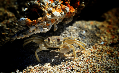 ~ ~ A GHOST CRAB ~ ~ 