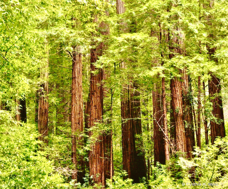 Trees of the Redwood Forest 