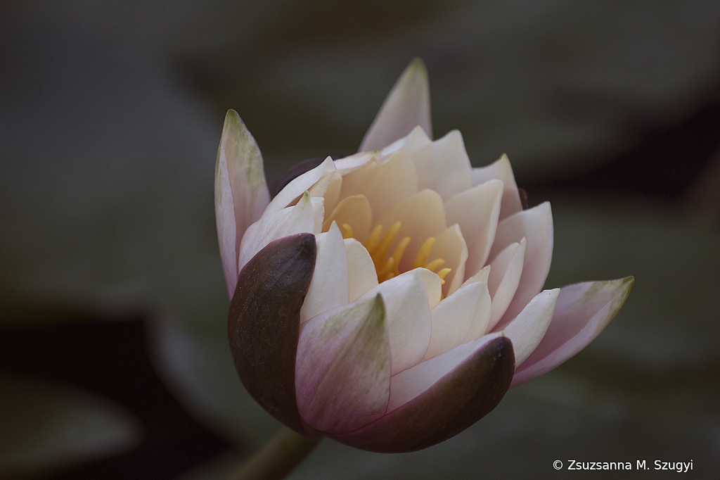 Late Blooming Waterlily 