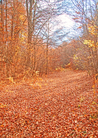 Autumn Natural Tapestry.