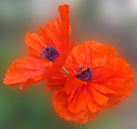 Poppies In The Park