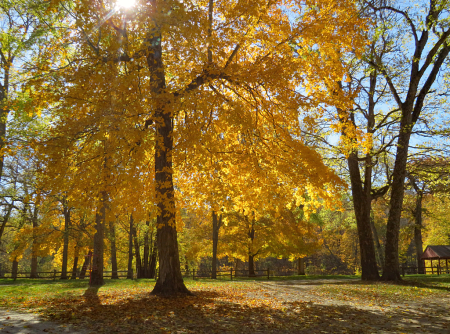 Spring Park Morning Light