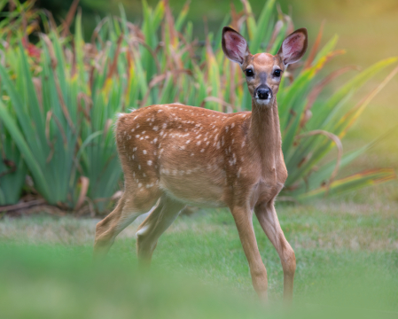 The Curious Fawn