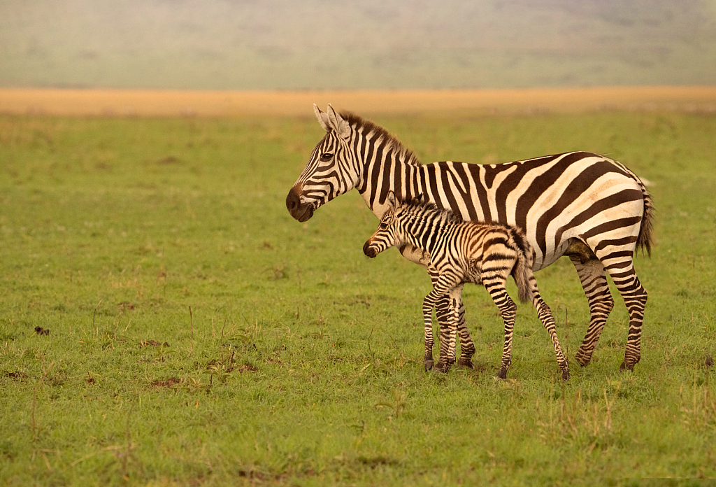 Mom and Baby Zebra