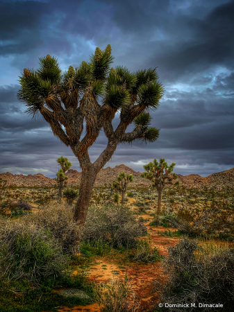 ~ ~ STORM IN THE DESERT ~ ~ 