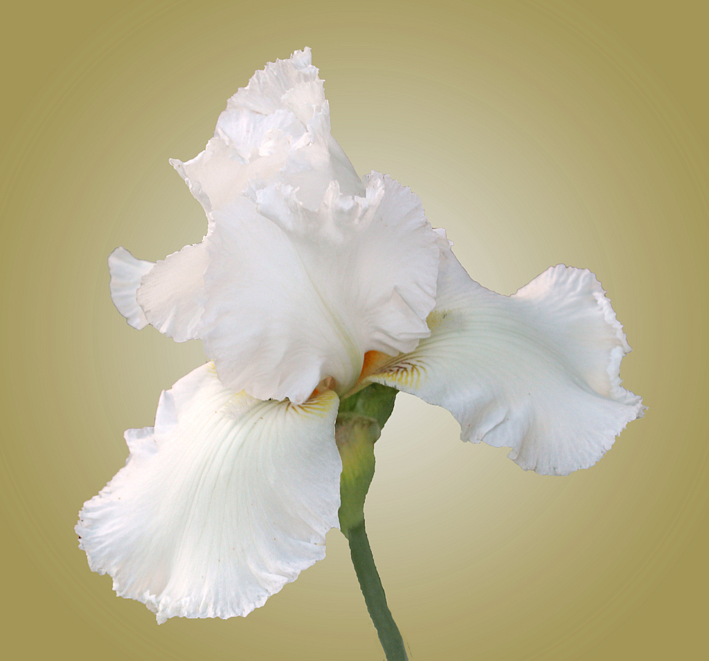 Inspiring Photo: White Iris #16085553