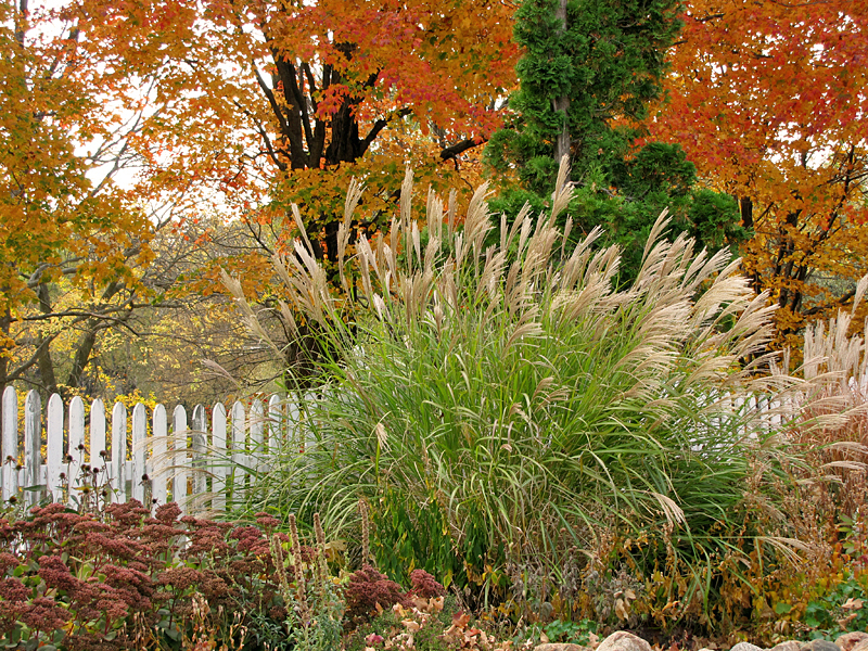 Fall Colors