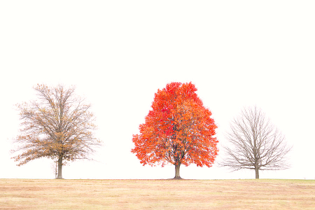 Orange Tree Today in Valley Forge