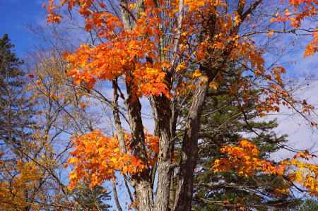 Grateful for a blue sky autumn day