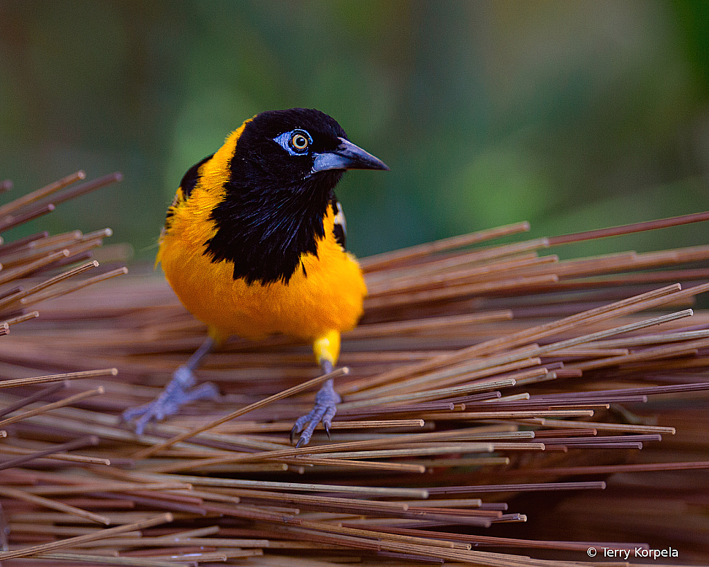 Venezuelan Troupial - ID: 16085914 © Terry Korpela