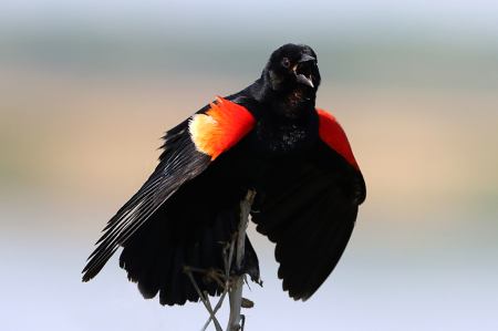 Red-winged Black Bird