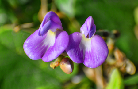 LITTLE PURPLE FLOWERS