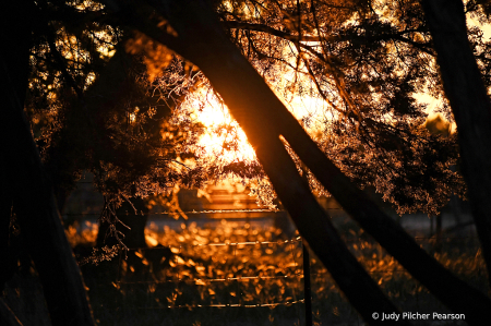 when sunset gets tangled in the fence.....