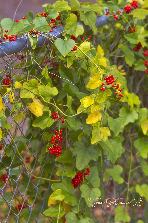 Autumn Vines