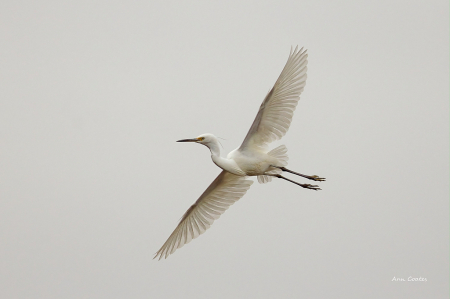Little egret wing span