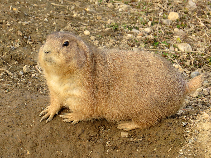 Prairie Dog