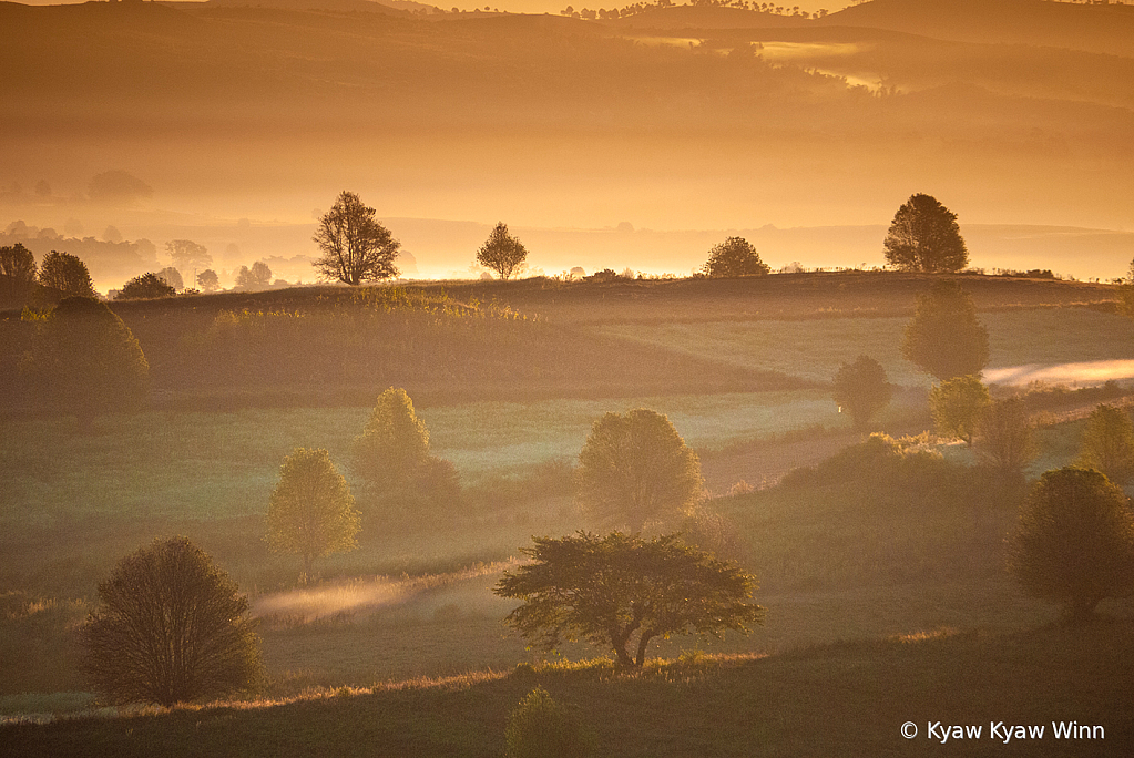 Winter Morning of Small Trees