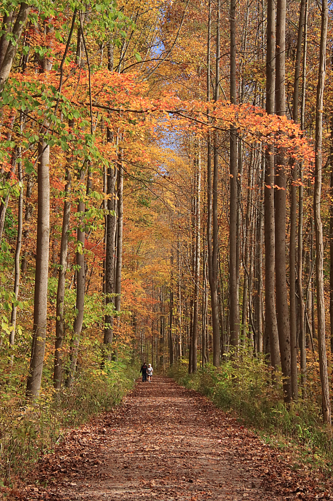 Autumn Stroll