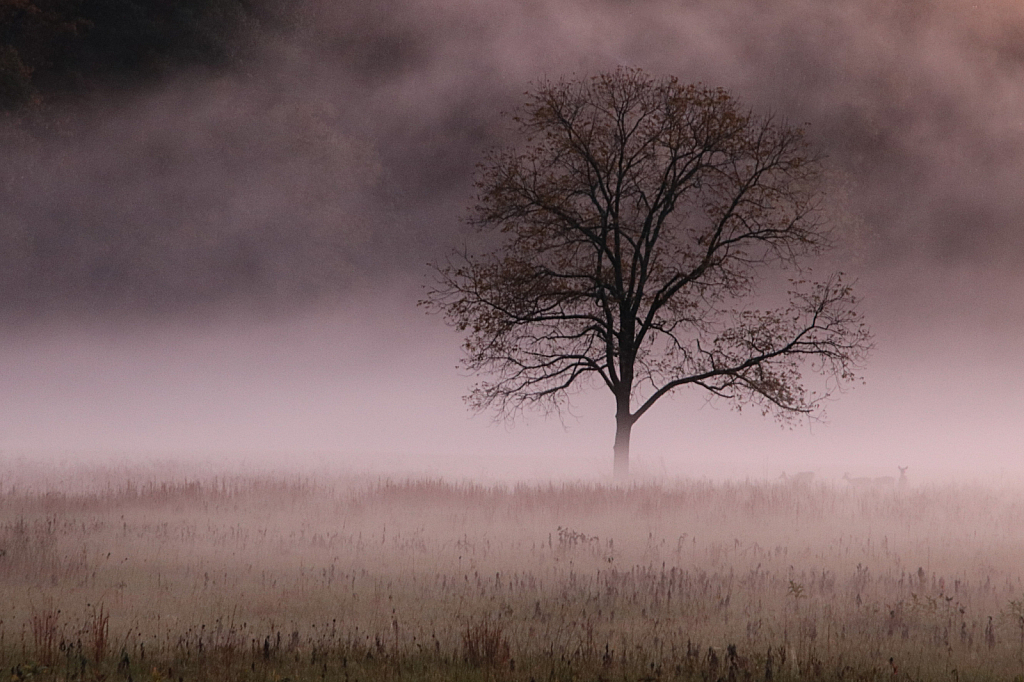 Fall Morning