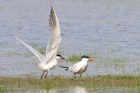 Tern Lift Off