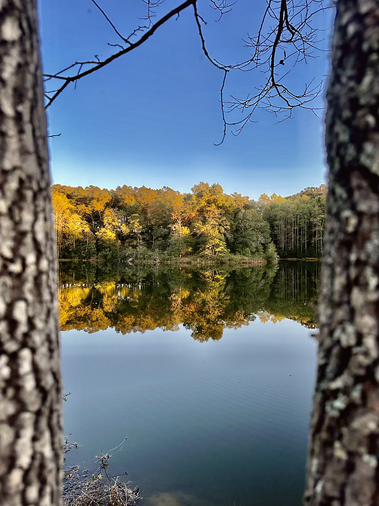 View beyond the trees  - ID: 16087709 © Elizabeth A. Marker