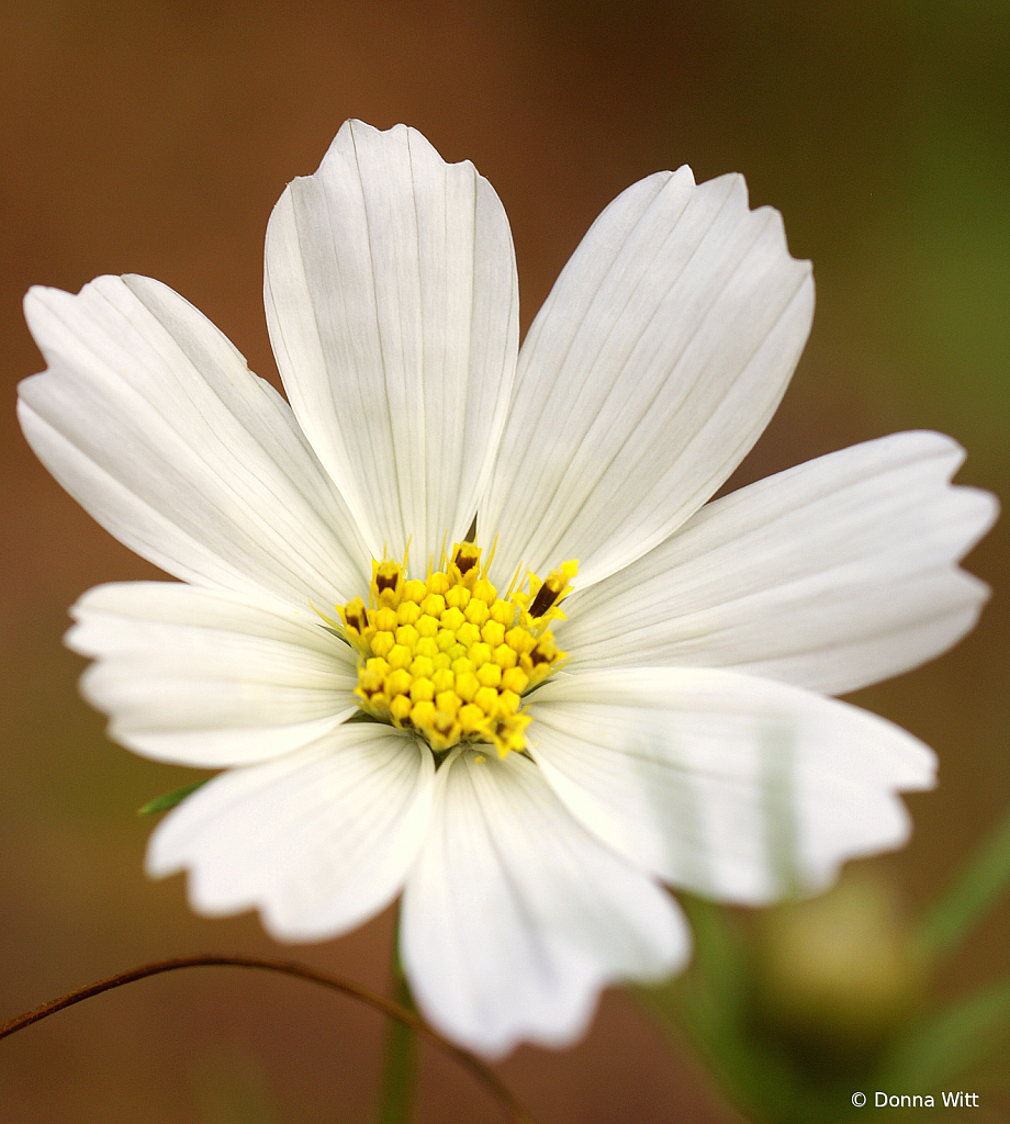 COSMOS CLOSEUP