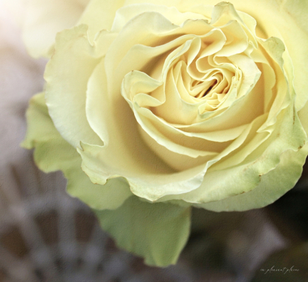 Sunlit Rose