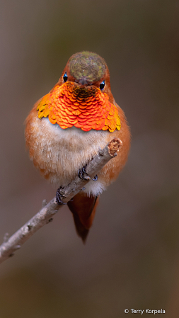 Allen's Hummingbird