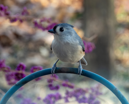 Titmouse    