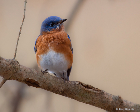 Eastern Bluebird