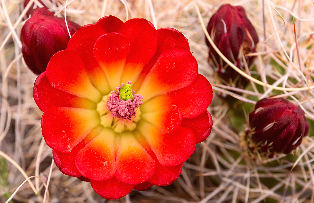 Desert Bloom