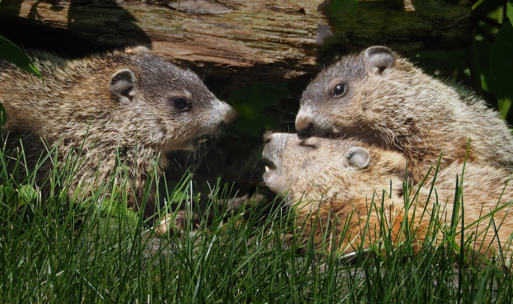 Baby Woodchucks