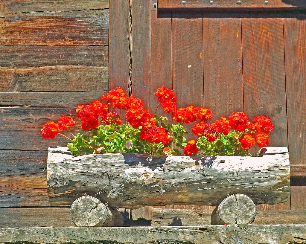 Flowers on the Wood.