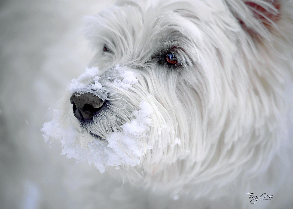 Snowy Gab