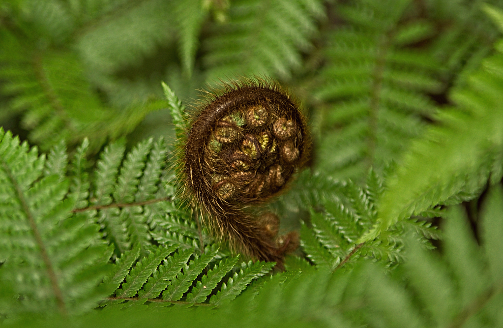 Unfurling fern