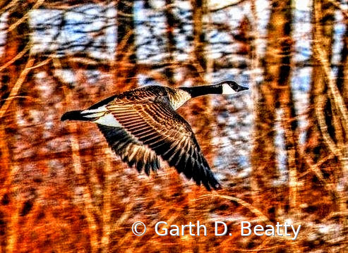 Goose Leaving The River