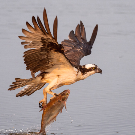 Osprey with Fish