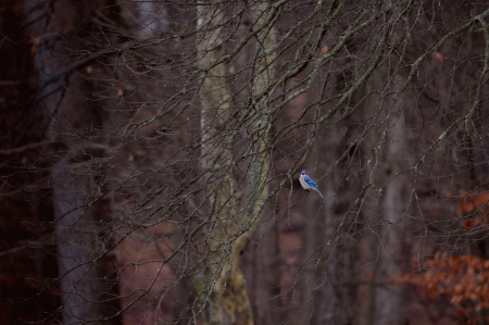 Bluejay in the Woods