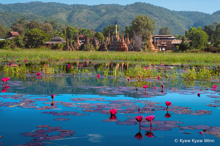 Lotus and pagodas