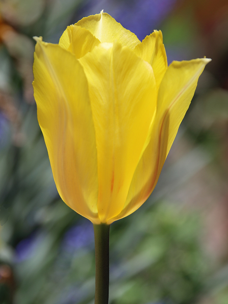 Yellow tulip #1