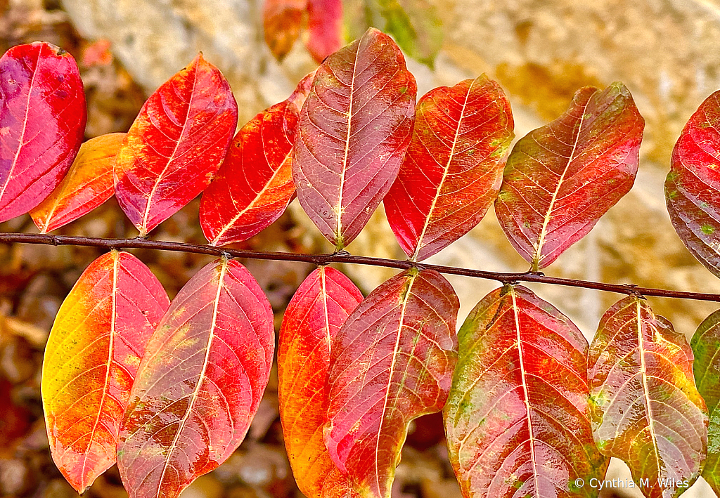 Crepe Myrtle Leaves In Fall
