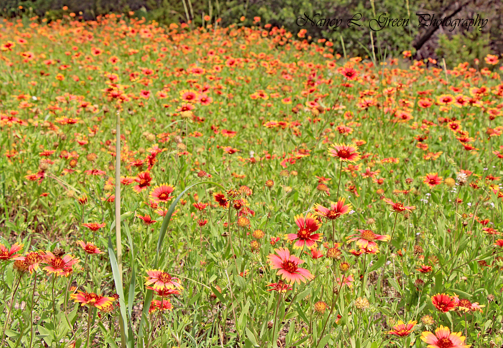 Field of Dreams