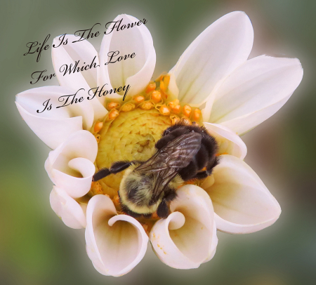 Life Is The Flower.. Love Is The Honey