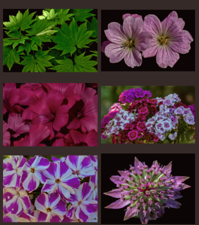 Collage of flowers