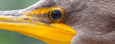 Cormorant "Eye" Bejeweled