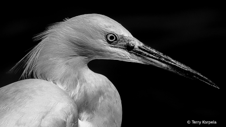 Snowy Egret B&W