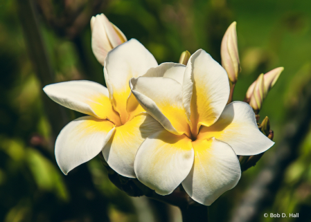 Plumeria