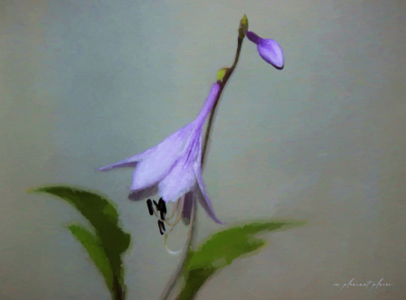 Flower on Canvas