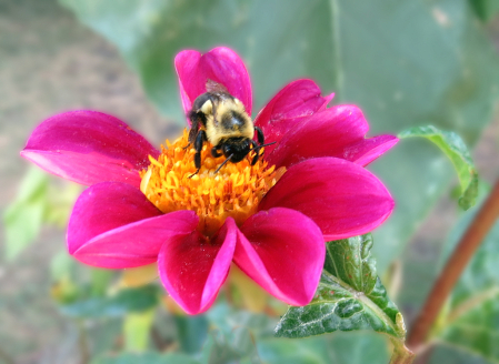 A Busy Bee