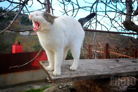 ~ ~ THAT’S A BIG YAWN ~ ~ 